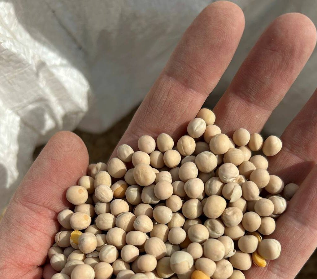 Yellow field peas in the palm of a hand.