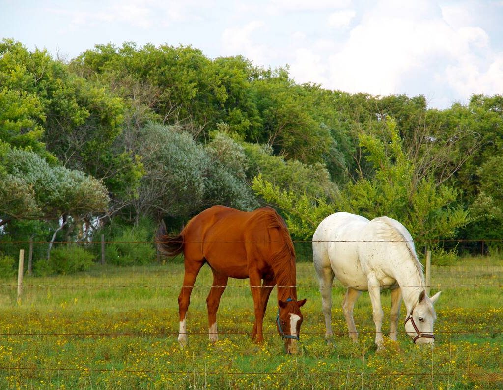 Horses graze in a paddock south of Brandon, Man. PHOTO: ALEXIS STOCKFORD