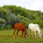 Horses graze in a paddock south of Brandon, Man. PHOTO: ALEXIS STOCKFORD