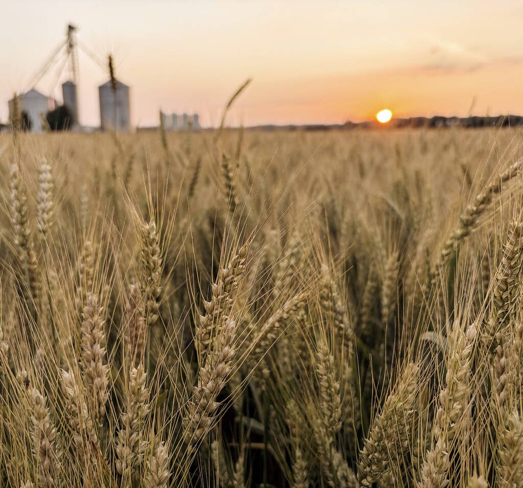 A July sunset dances warm light across a field of  wheat heads heavy with grain ahead of harvest near Everett, Ont.  Photo: Diana Martin