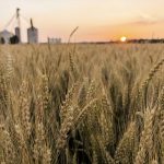 A July sunset dances warm light across a field of  wheat heads heavy with grain ahead of harvest near Everett, Ont.  Photo: Diana Martin