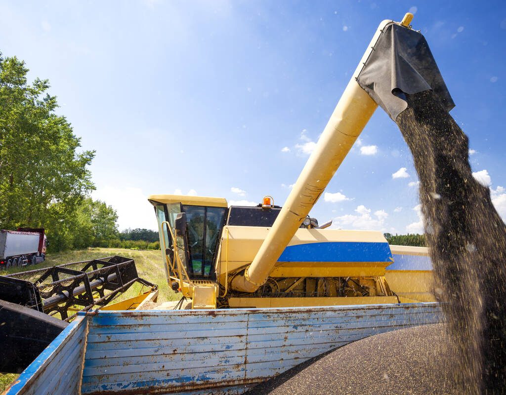 Canola seed pours from a combine into a grain cart. Photo: Getty Images Plus