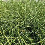 green canola pods in a field near Fannystelle, Manitoba on July 29, 2025