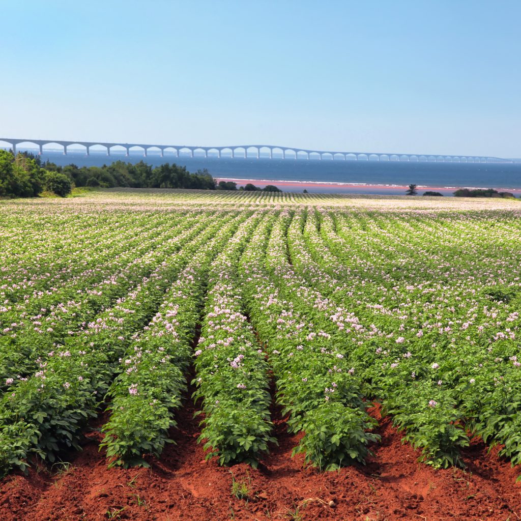 A potato field in Prince Edward Island. The ocean is seen in the distance.