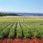 A potato field in Prince Edward Island. The ocean is seen in the distance.