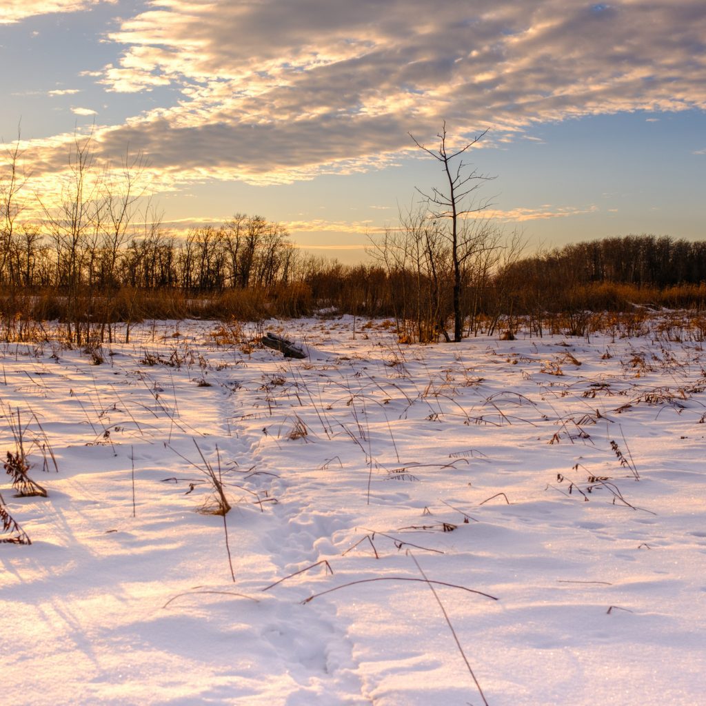A snowy Prairie pasture at sunset.