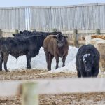 Beef cattle in a snowy feedlot pen near Calgary, Alberta.