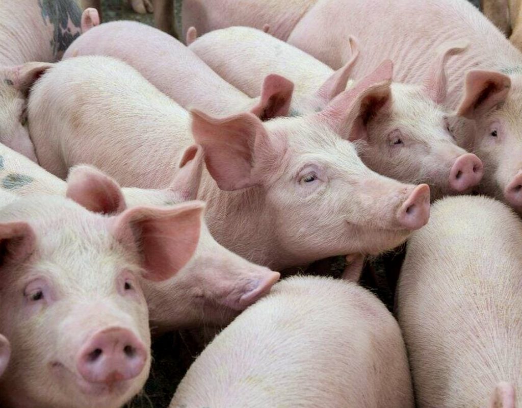 group of pigs in a barn