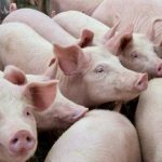 group of pigs in a barn