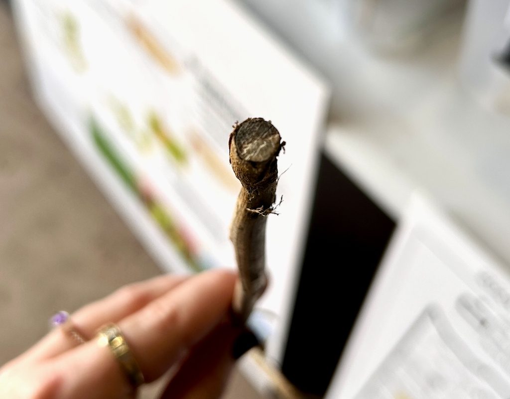 A cross section of a canola stem infected with verticillium