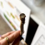 A cross section of a canola stem infected with verticillium