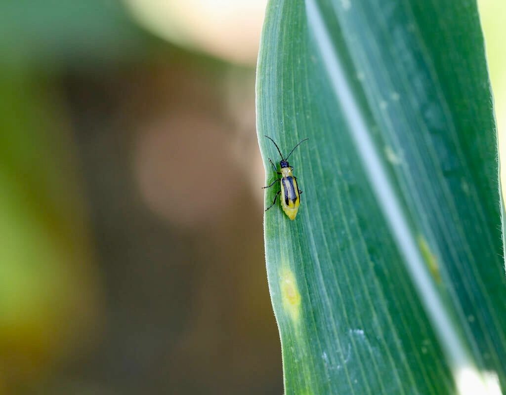 Western corn rootworm on a corn plant.