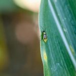 Western corn rootworm on a corn plant.