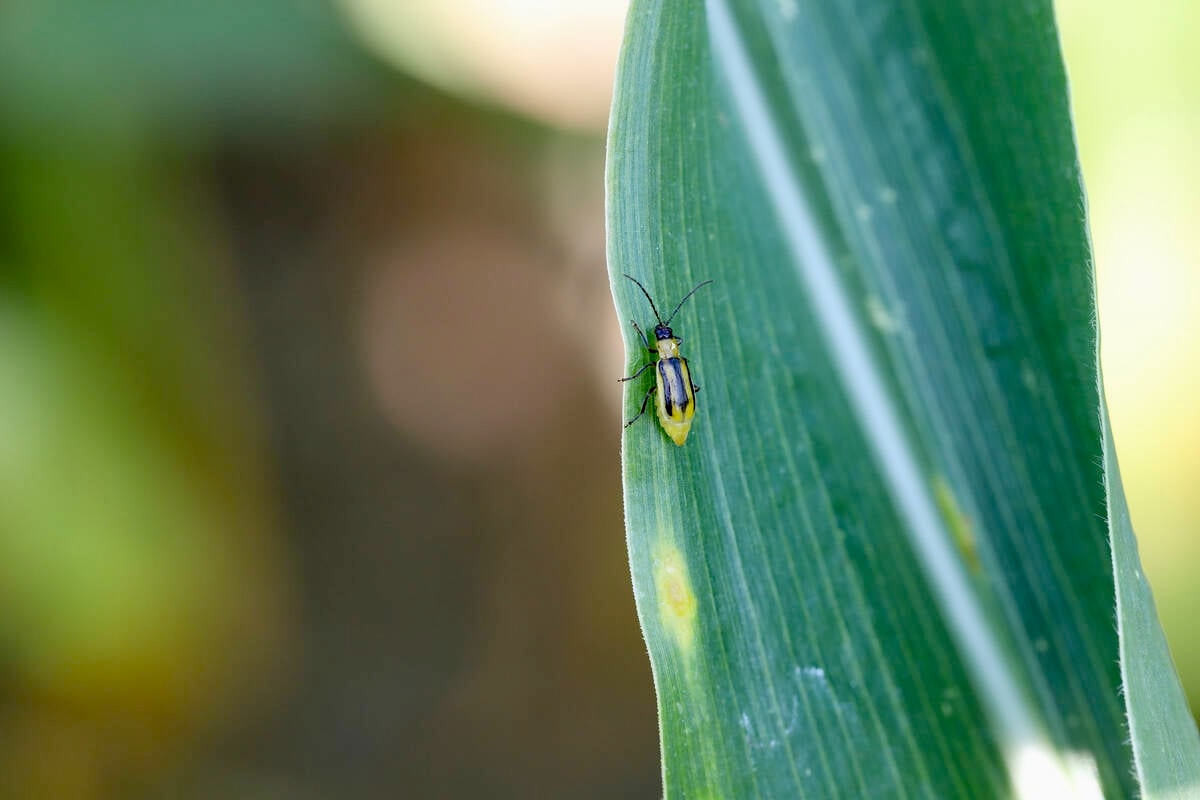 Устойчивость кукурузного корневого жука: готовы?
