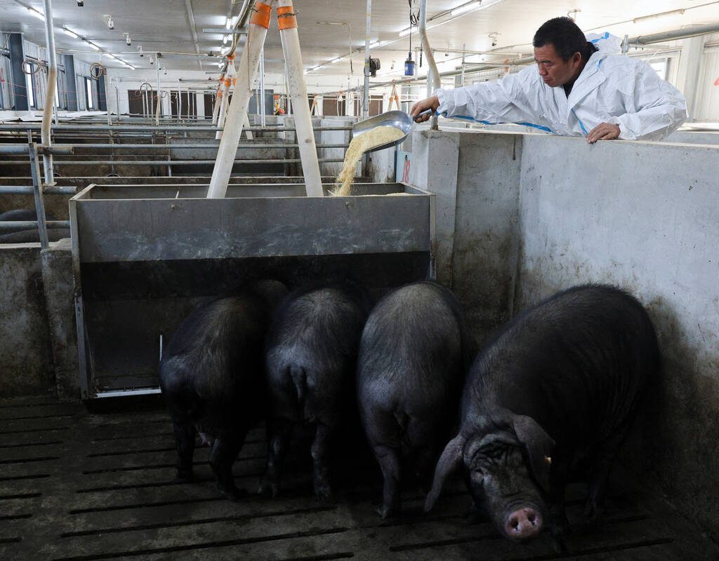 Farm manager Gao Qinshan feeds black pigs in a pen at a pig farm in Taizhou, Jiangsu province, China January 15, 2026. REUTERS/Go Nakamura