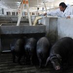 Farm manager Gao Qinshan feeds black pigs in a pen at a pig farm in Taizhou, Jiangsu province, China January 15, 2026. REUTERS/Go Nakamura
