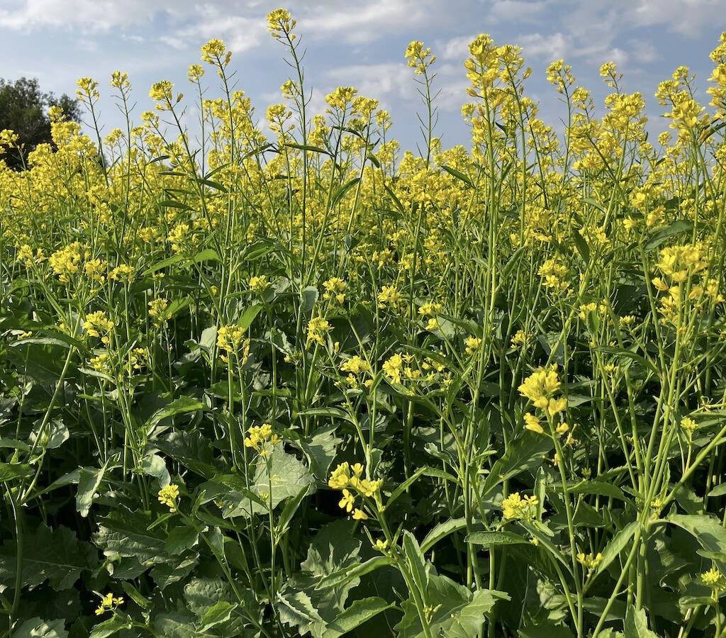 A crop plot of mustard at the Ag in Motion farm show in July 2025. photo: Greg Berg