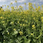 A crop plot of mustard at the Ag in Motion farm show in July 2025. photo: Greg Berg