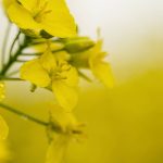Close up of a canola flower Photo: Getty Images Plus