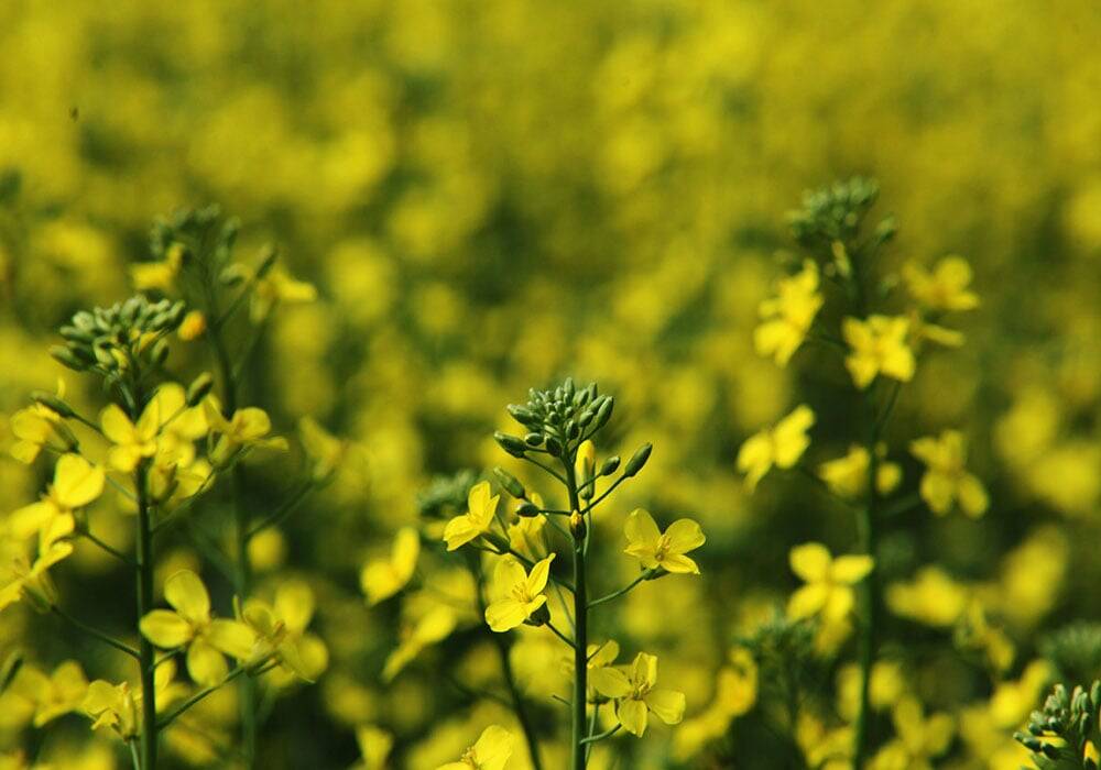 canola