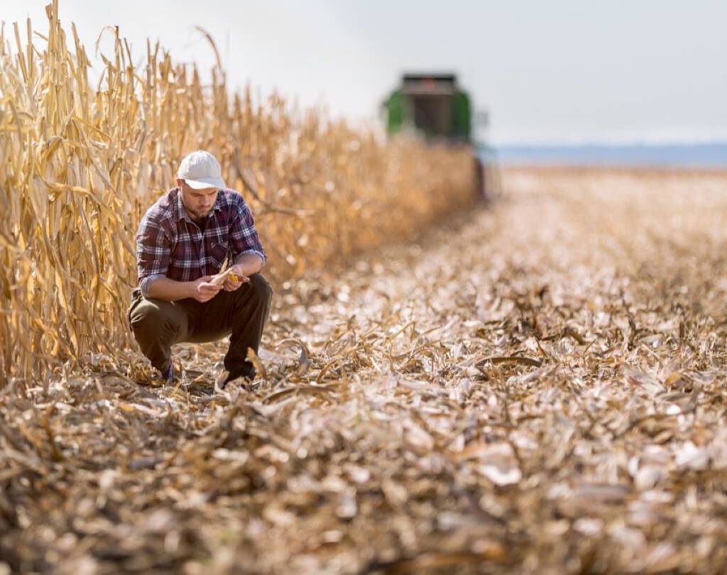A farmer crouches down in a half-harvested corn field. Photo: Getty Images Plus