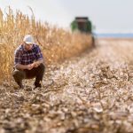A farmer crouches down in a half-harvested corn field. Photo: Getty Images Plus