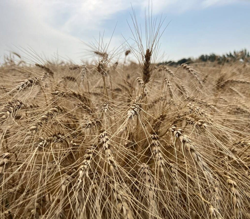 Ripe wheat near Selkirk, Manitoba in late August, 2024. | Greg Berg photo