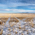 Wheat field and straw bales in the Milk River Valley with the Sweetgrass Hills in the background.