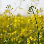 Close up on canola flowers