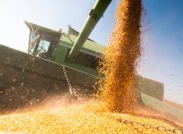 Pouring corn grain into tractor trailer after harvest at field. Photo: Getty Images Plus