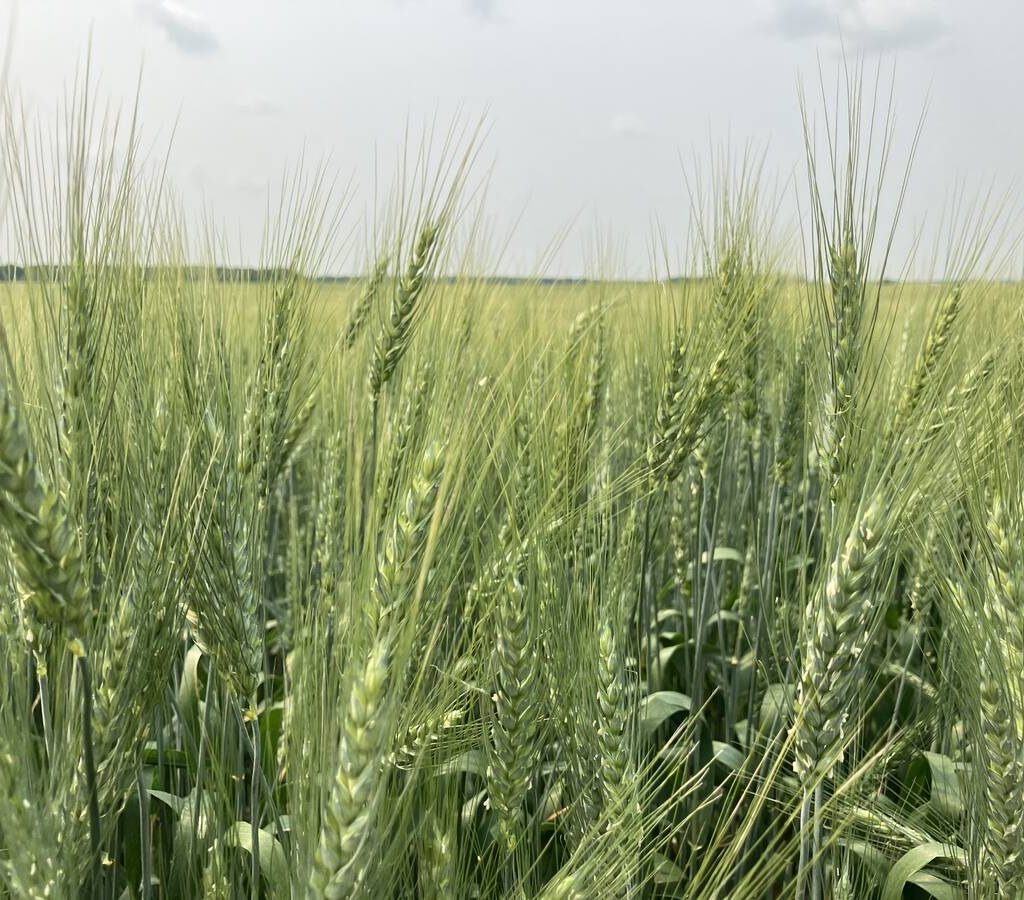 Wheat near Stockholm, Saskatchewan in July, 2024. | Greg Berg photo