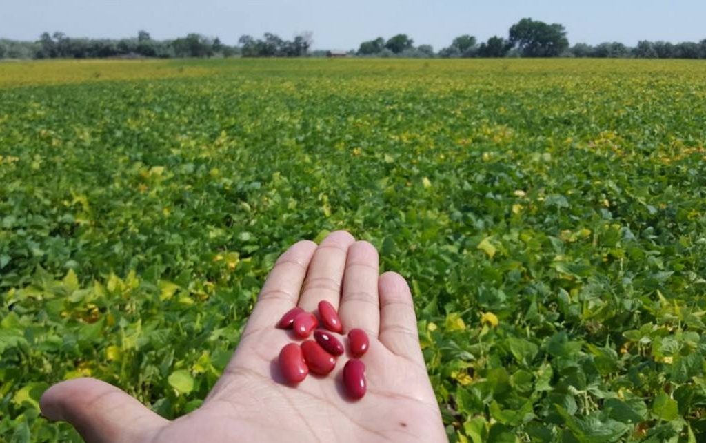 a man holding red beans in his hand with a green crop field in the background