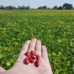 a man holding red beans in his hand with a green crop field in the background