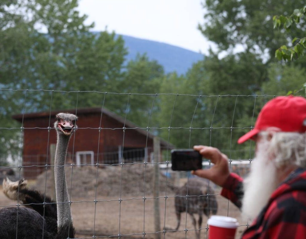 May 17, 2025, Edgewood, Bc, CANADA: A supporter of Universal Ostrich Farms takes a photo of an ostrich at the farm in Edgewood, B.C., on Saturday, May 17, 2024. Hundreds of supporters flocked to the farm over the Victoria long weekend to protest the Canadian Food Inspection Agency's order to cull the farm's ostriches. Photo: Aaron Hemens/The Canadian Press via ZUMA Press
