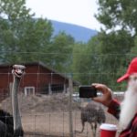 May 17, 2025, Edgewood, Bc, CANADA: A supporter of Universal Ostrich Farms takes a photo of an ostrich at the farm in Edgewood, B.C., on Saturday, May 17, 2024. Hundreds of supporters flocked to the farm over the Victoria long weekend to protest the Canadian Food Inspection Agency's order to cull the farm's ostriches. Photo: Aaron Hemens/The Canadian Press via ZUMA Press