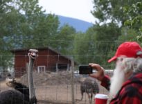 May 17, 2025, Edgewood, Bc, CANADA: A supporter of Universal Ostrich Farms takes a photo of an ostrich at the farm in Edgewood, B.C., on Saturday, May 17, 2024. Hundreds of supporters flocked to the farm over the Victoria long weekend to protest the Canadian Food Inspection Agency's order to cull the farm's ostriches. Photo: Aaron Hemens/The Canadian Press via ZUMA Press