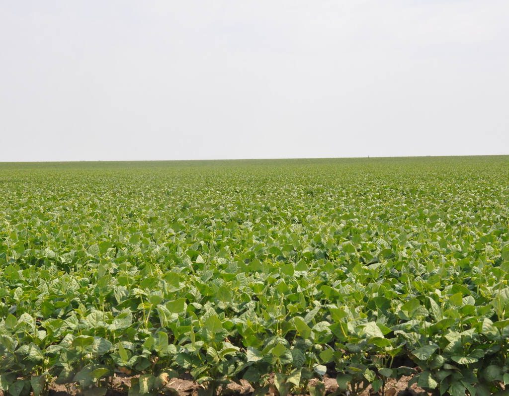 A field of beans.
