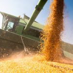 Pouring corn grain into tractor trailer after harvest at field.