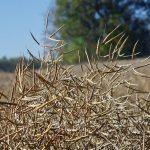 Mature canola pods stand ready for the combine in central Manitoba.