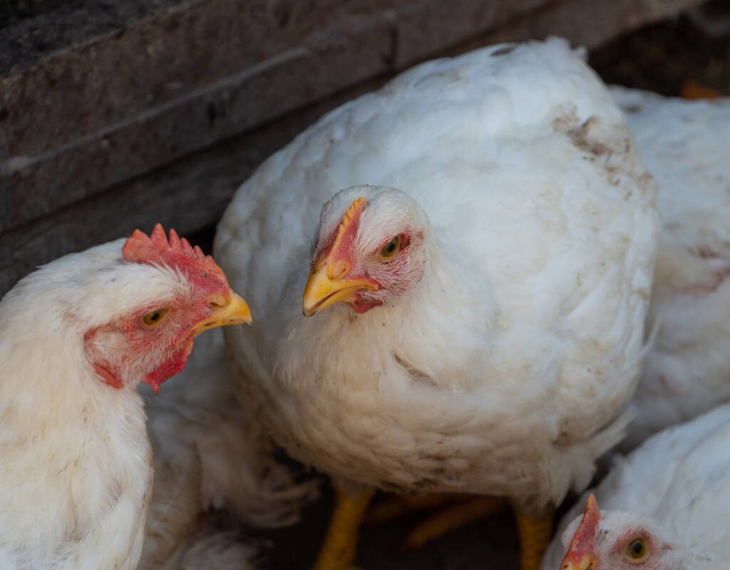 white broiler chickens in the farm yard. Photo: Getty Images Plus