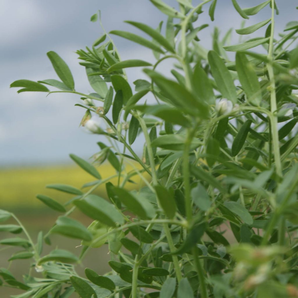 Cash prices for Western Canadian lentils have moved very little over the last week, with a lack of fresh news to guide them either way. However, a large 2025/26 harvest has left very sizeable stocks that could influence spring planting decisions.