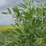 Cash prices for Western Canadian lentils have moved very little over the last week, with a lack of fresh news to guide them either way. However, a large 2025/26 harvest has left very sizeable stocks that could influence spring planting decisions.