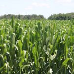 Corn has started to tassel in parts of Ontario. Photo: John Greig