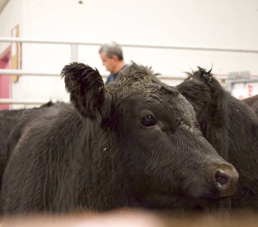 Cattle being sold at the Gladstone Auction Mart in Gladstone, Manitoba, on October 28, 2025. Photo: File