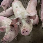 Three pigs in a pig barn in Manitoba. Photo: Geralyn Wichers