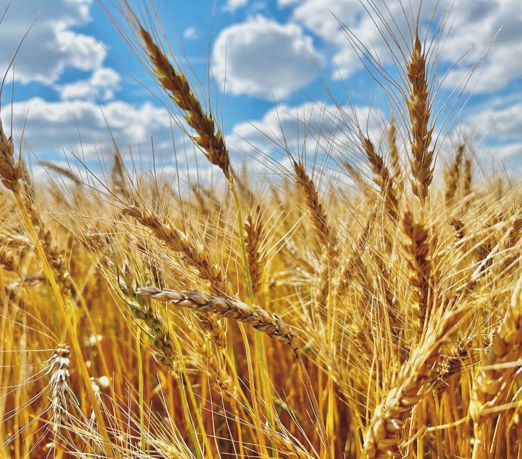 Wheat approaches harvest maturity near Altamont in central Manitoba in 2024.