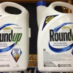 Jugs of Roundup herbicide on a shelf. Photo: File