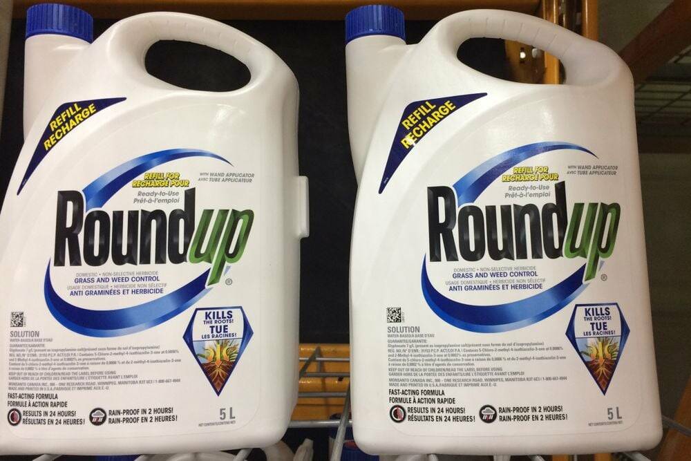 Jugs of Roundup herbicide on a shelf. Photo: File