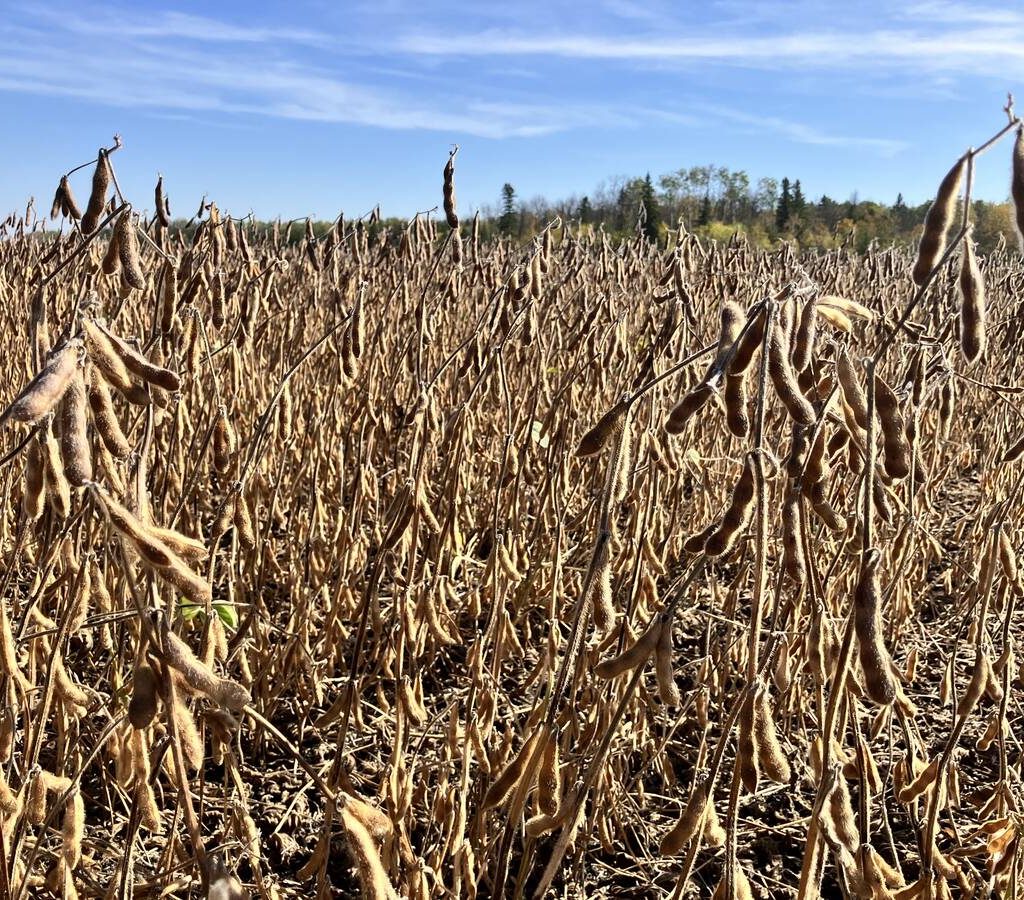 A close-up on a field of ripe soybeans. Photo: Greg Berg