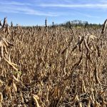 Ripe soybeans in a field.